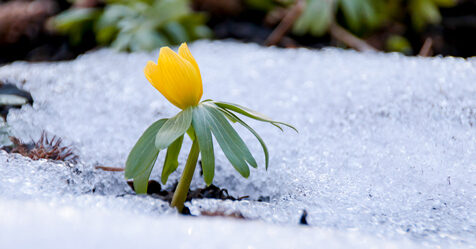 winter, spring, snow, landscaping, flower
