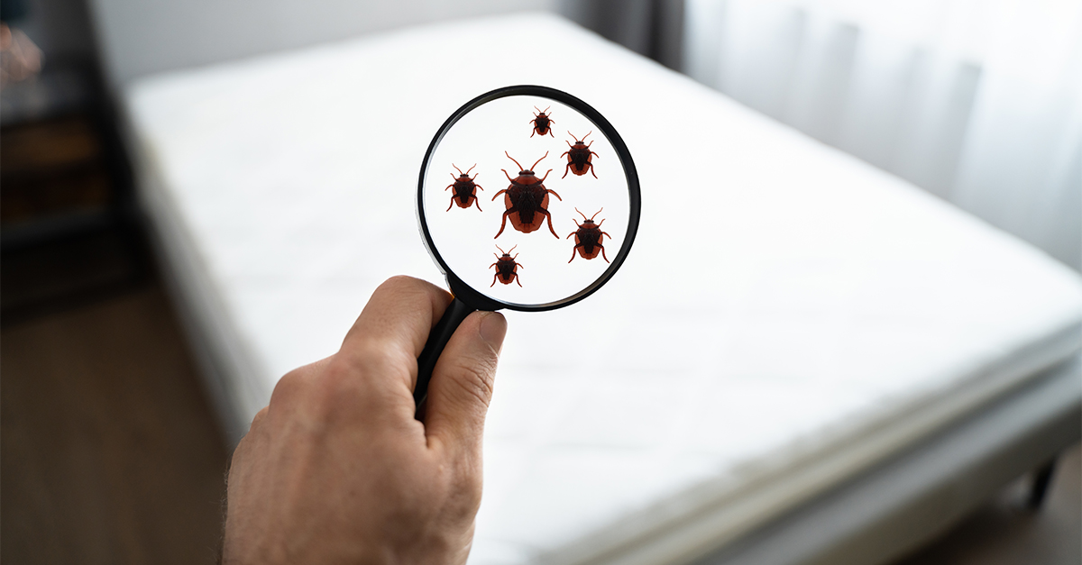 Top Bed Bug City Uncovered Cleaning & Maintenance Management