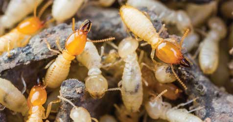 Miami Ranks First in Top Termite Cities List | Cleaning & Maintenance ...