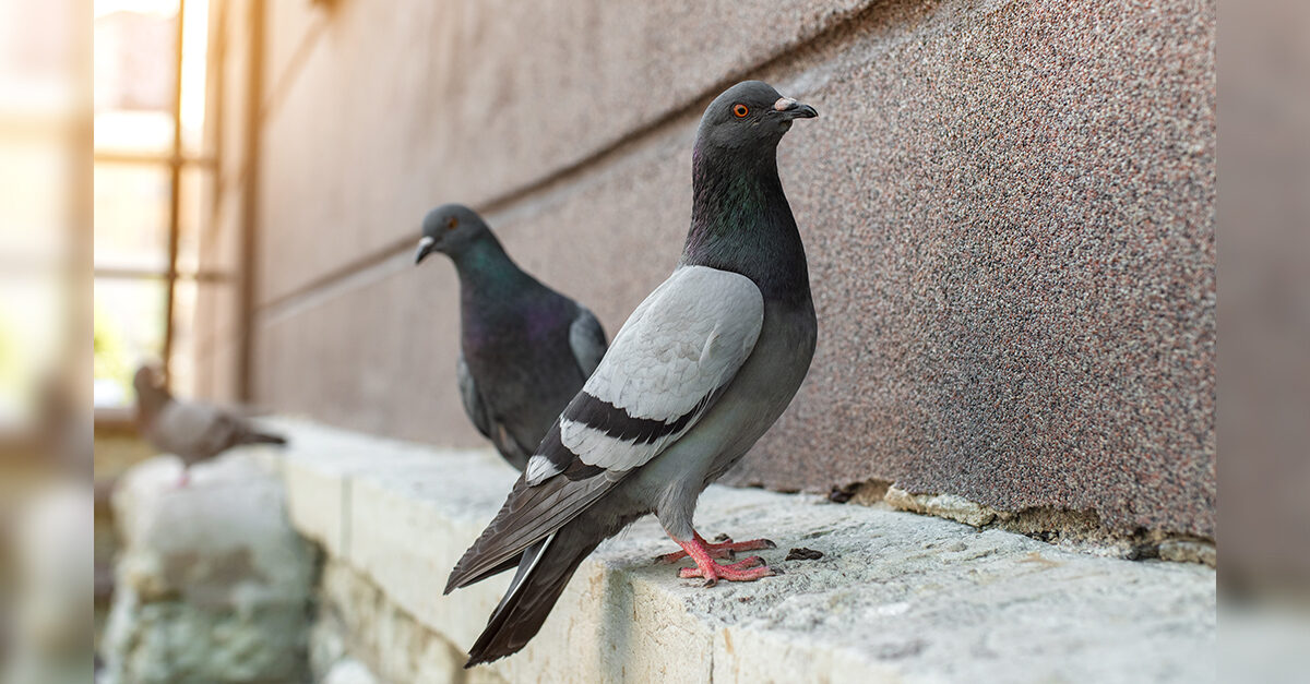 pigeons, pests, birds