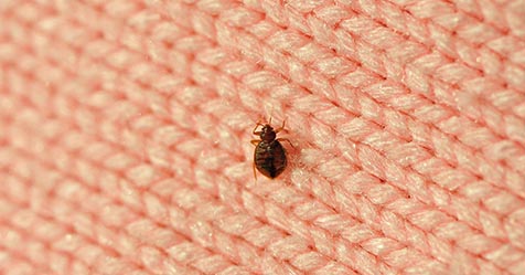 Chicago Listed As America’s Worst Bed Bug City | Cleaning & Maintenance ...