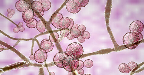 Candida auris fungus