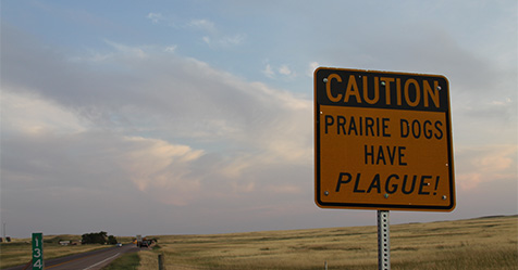 Caution Prairie Dogs Have Plague