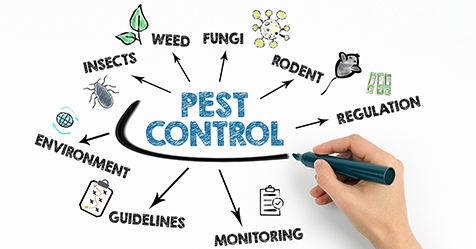 Look Beyond Price When Choosing a Pest Control Service