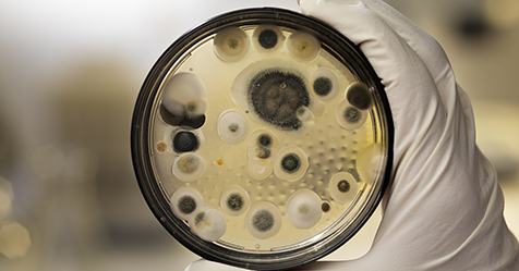 Expertise Matters for Mold Assessment