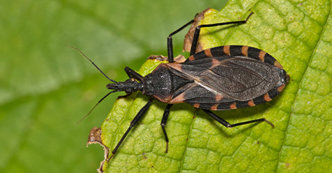 CDC Reports ‘Kissing Bug’ Disease as Endemic in US