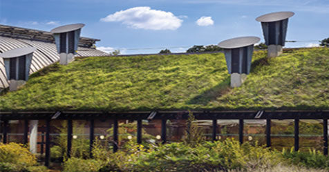 Let Your Green Roof Thrive