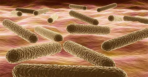 Mycobacterium tuberculosis