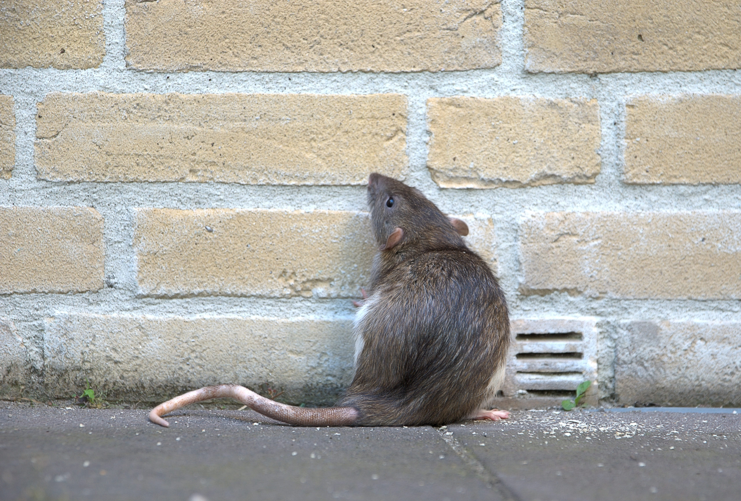 Oh Rats! Chicago Tops List as Rattiest City for 8th Straight Year