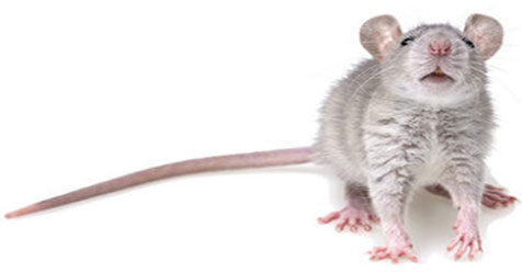 mouse, rat, rodent