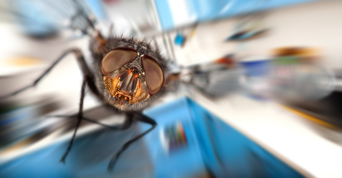 Protect Your Facility From Springtime Invaders