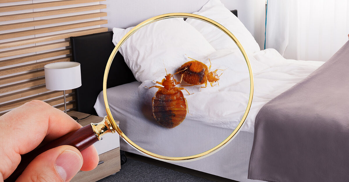 insects, bugs, bedbugs, pests