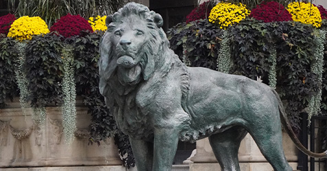 The Art Institute of Chicago lion