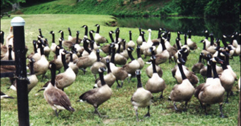 Tips On Geese Prevention