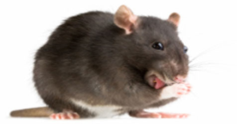 rat, rodent, mouse