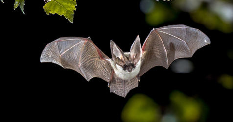 bat