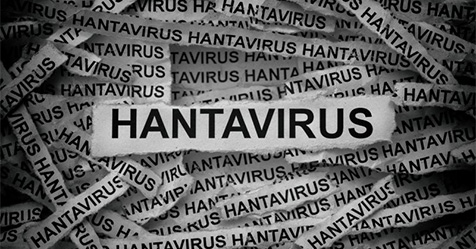 hantavirus