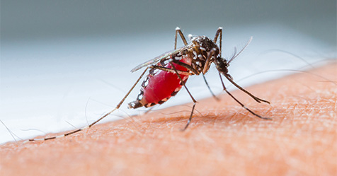 mosquito