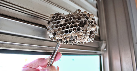 wasp nest
